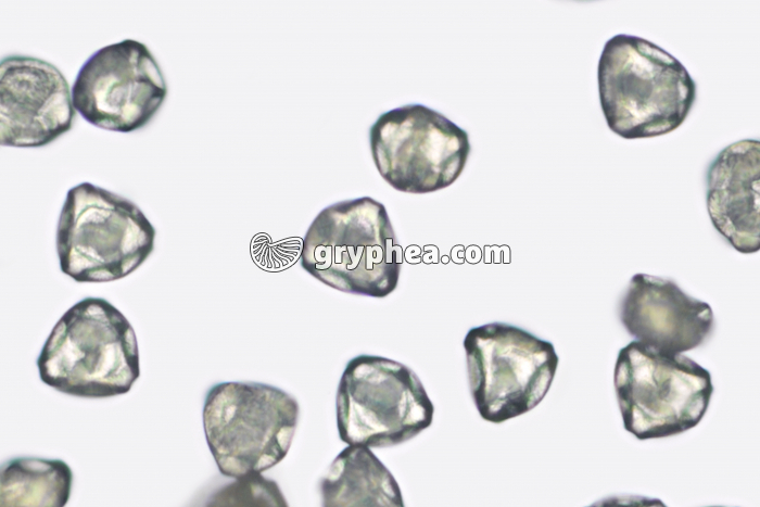 Pollen Bouleau x200 - gryphea.com